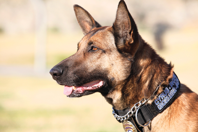 Y and K-9 fun day at park